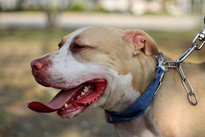 Auch Pitbulls gelten als gefährliche Hunderasse. (Symbolbild)