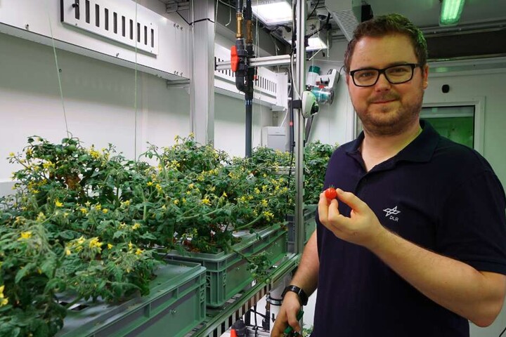 Paul Zabel erntet in einem speziellen Gewächshaus in der Antarktis dort gezogene Tomaten.