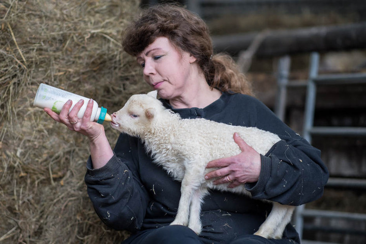 Die Schäferin Ortrun Humpert aus Marienmünster (Kreis Höxter) füttert ein zwei Wochen altes Lamm mit der Flasche.