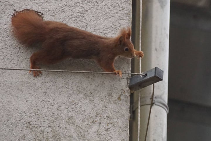Neugierig beobachtet wurde der Einsatz von einem zweiten Tier, das nur wenige Zentimeter entfernt in einem Loch der Hausfassade saß.