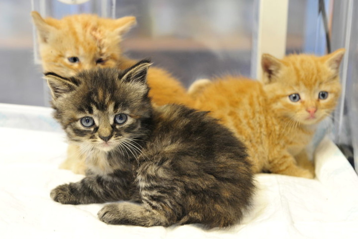 Dieses knuffige Trio wurde misshandelt und überlebte nur knapp.