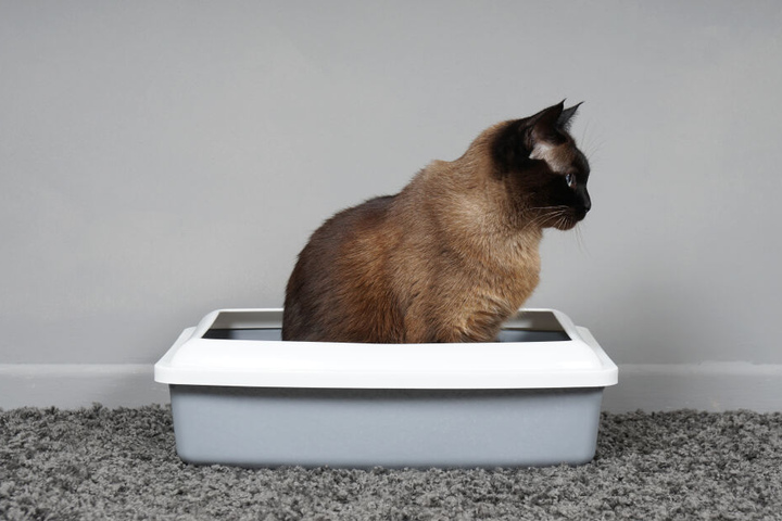 Hygiene ist das A und O. Die tägliche Reinigung des Katzenklos minimiert das Risiko einer Toxoplasmose Infektion.