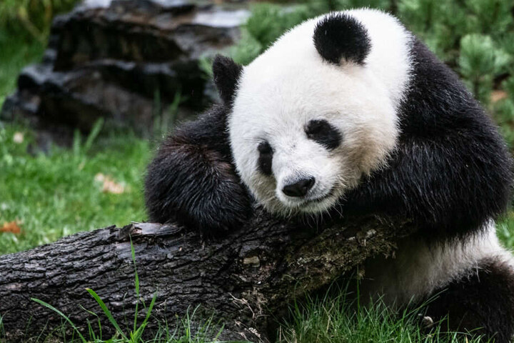 Die Pandabärin Meng Meng sitzt in ihrem Gehege im Zoo.