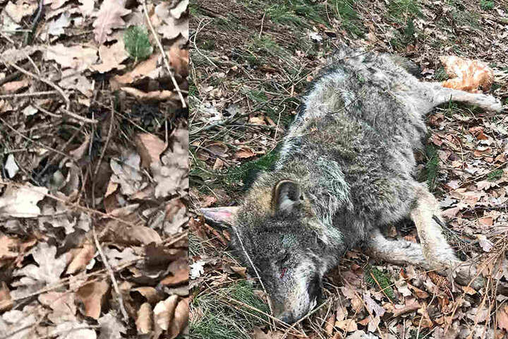 Woher der Wolf das Huhn hatte, ist unklar.