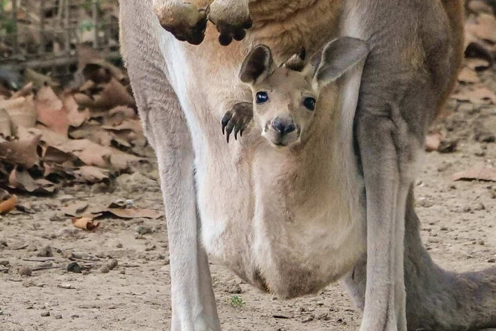 Aus dem Beutel der Mutter linst das Baby raus.