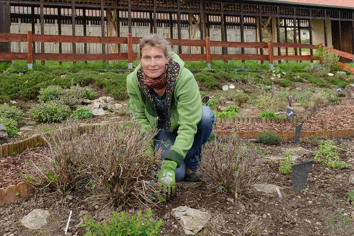 Katrin Brusch (42) lädt bald Schulklassen zu Exkursionen in den Kräutergarten im Zschonergrund.
