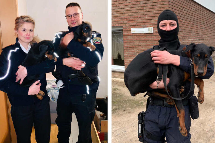 Zumindest für diese Dobermänner hat das Martyrium ein Ende.