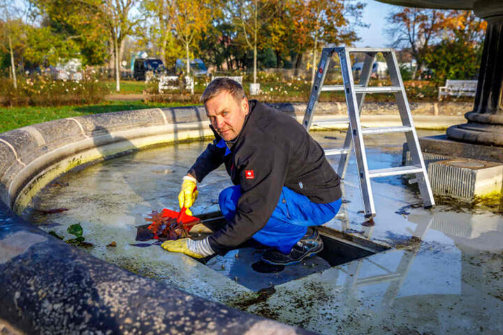 Brunnenbetreuer Uwe Möller (51) schaufelt das nasse Laub aus dem Abfluss vom
Brunnen im Blüherpark.