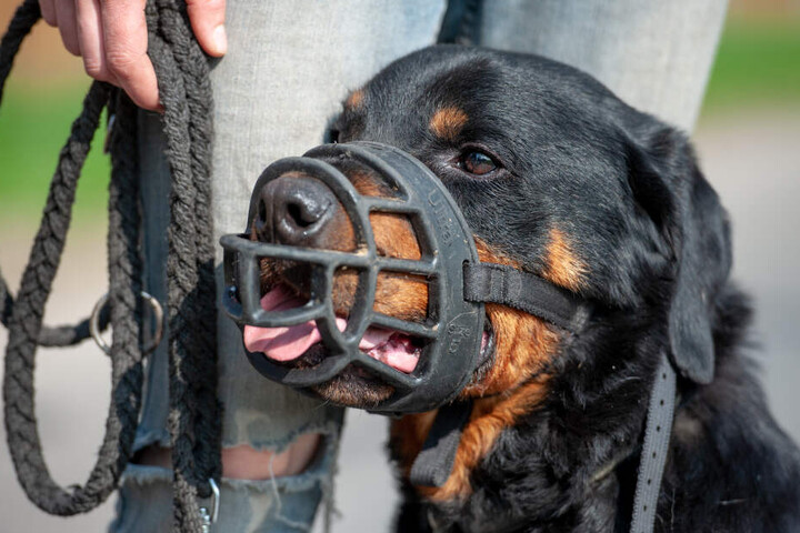Unter den Kampfhunden sind es meist Rottweiler, die einen Menschen gebissen haben. (Symbolbild)