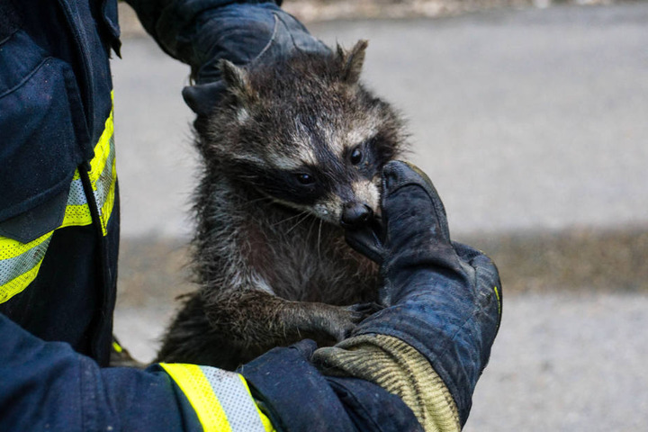 Das Tier blieb unverletzt und wurde einem Mitarbeiter des Tierparkes übergeben.