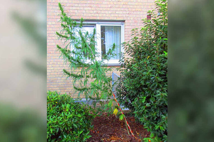 2,60 Meter war die Cannabis-Pflanze groß, als ein Polizist sie im Vorgarten bemerkte.