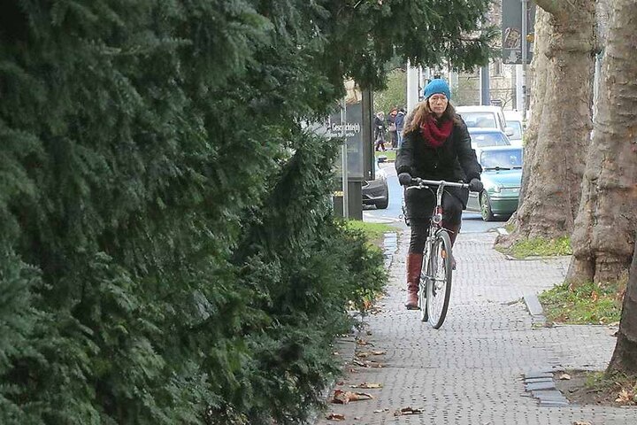 Auch die Büsche entlang der Bautzner Straße dürfen nicht einfach so einem Radweg weichen.