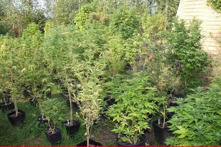 Die Cannabis-Pflanzen waren in unterschiedlichen Wachstumsstadien.