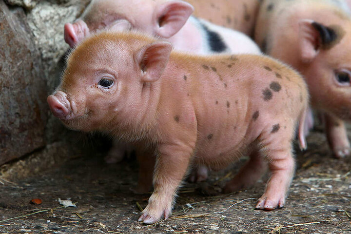 Mit zehn bis zwölf Wochen können die Minischweine abgegeben werden.