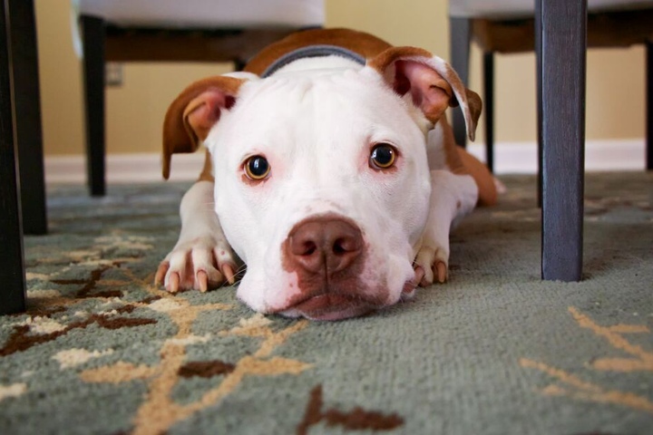 Auch der Pitbull hat einen schlechten Ruf, dabei ist er eigentlich ein richtiger Familienhund.