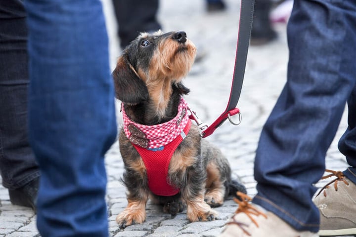 Ein Rauhaar-Dackel warten mit einem Herrchen auf den Start der Parade in München.