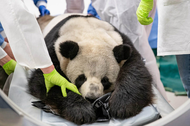 Mitarbeiter kümmern sich um das betäubte Pandamännchen.