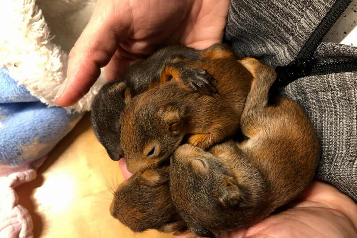 Die kleinen Eichhörnchen werden nun im Tierheim aufgepäppelt und dann wieder ausgewildert.