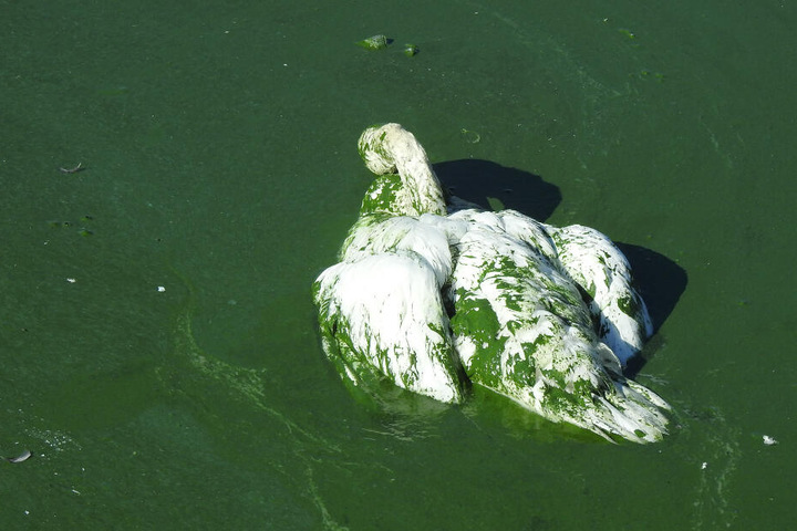 Das Tier trieb völlig entkräftet im Wasser.