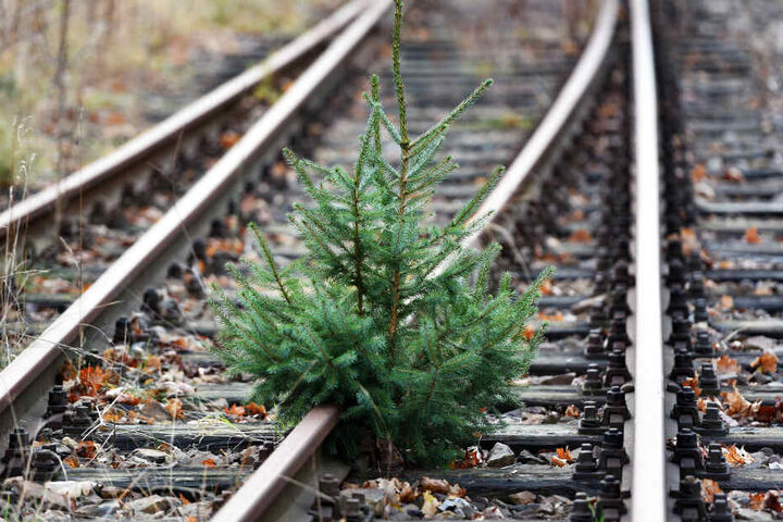 Nein, hier wurde nicht adventlich geschmückt. Das ist Natur.