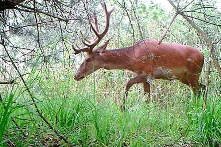 Natur pur! Auch Hirsche fotografierten die Stolpener bereits.