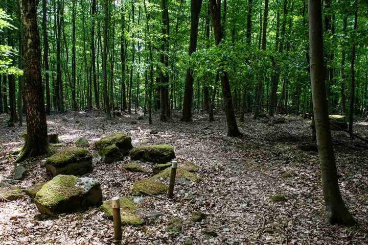 Das alte Marschlager wurde in einem Waldstück in Sennestadt entdeckt. (Symbolbild)