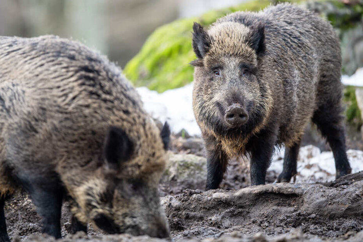 Es wird in Bayern gefordert, deutlich mehr Wildschweine als bisher zu erlegen.