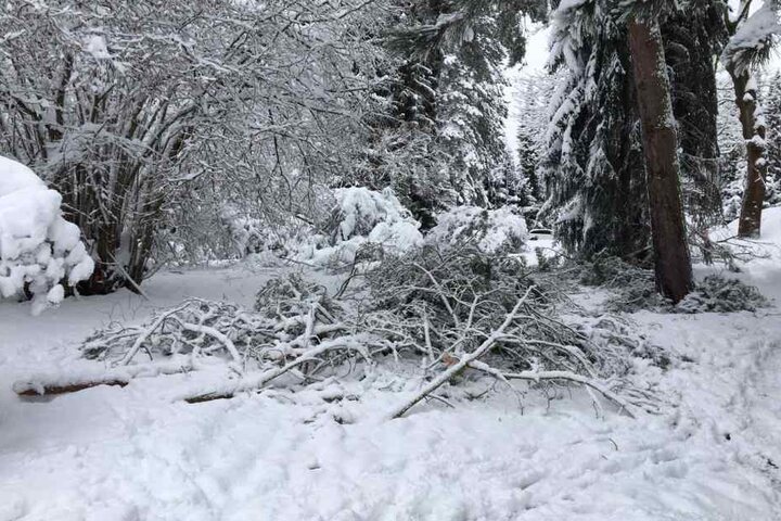 Schneebruch auch im Park am Pelzmühlenteich.