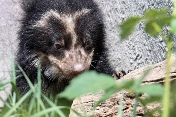 Die beiden kleine Bären kamen am 14. Januar zur Welt.