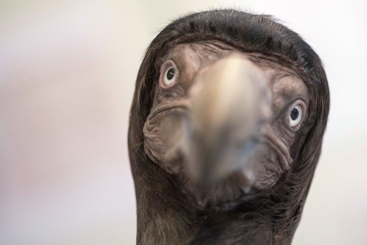 Täuschend echt: Das Dodo-Exemplar!