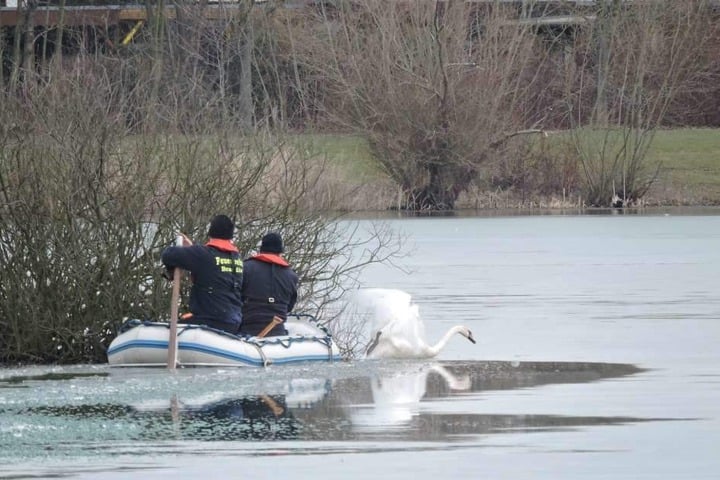 Am Montag hatten Kameraden der Feuerwehr versucht, dem festgefrorenen Schwan zu helfen. Das Tier befreite sich aus dem Eis, einfangen ließ es sich nicht.