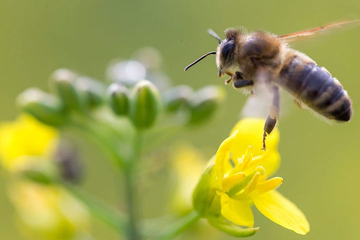 In manchen Teilen Brandenburgs sind die Insekten resistent gegen Pflanzenschutzmittel. Die Biene leider hat weniger Glück.