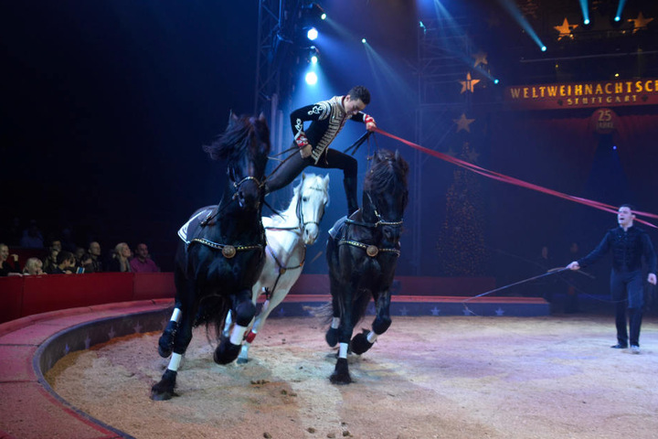 Ivan Knie vom Circus Knie mit seinen Pferden.