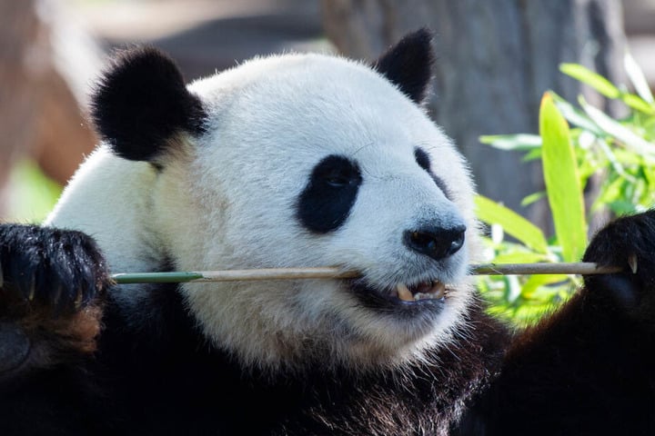 Der Panda-Mann Jiao Qing läßt es sich in seinem Gehege im Zoo schmecken, während Panda-Dame Meng-Meng sich hinter den Kulissen um die am Wochenende geborenen zwei Jungtiere kümmert.