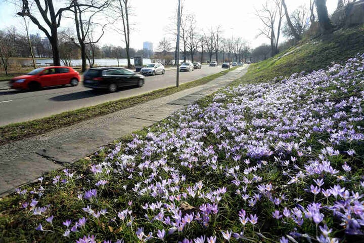 Viel Verkehr auf der Schlossteichstraße. Mit Tempo 30 soll das
Naherholungsgebiet rund um den Schlossteich aufgewertet werden.