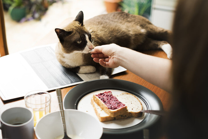 Giftig Für Katzen Diese Lebensmittel Sollten Nicht Im Napf