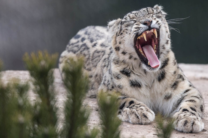 Gähn! Schneeleopardin Kailash fühlt sich im neuen Gehege sichtlich wohl.