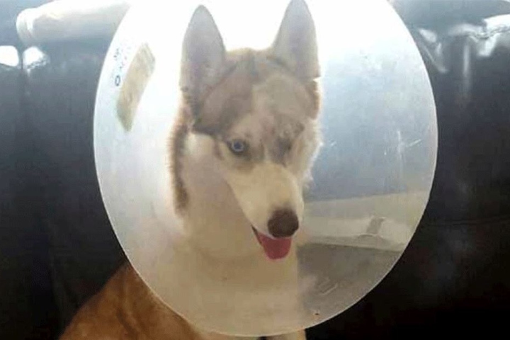Diesem Husky wurde ein Auge ausgestochen.