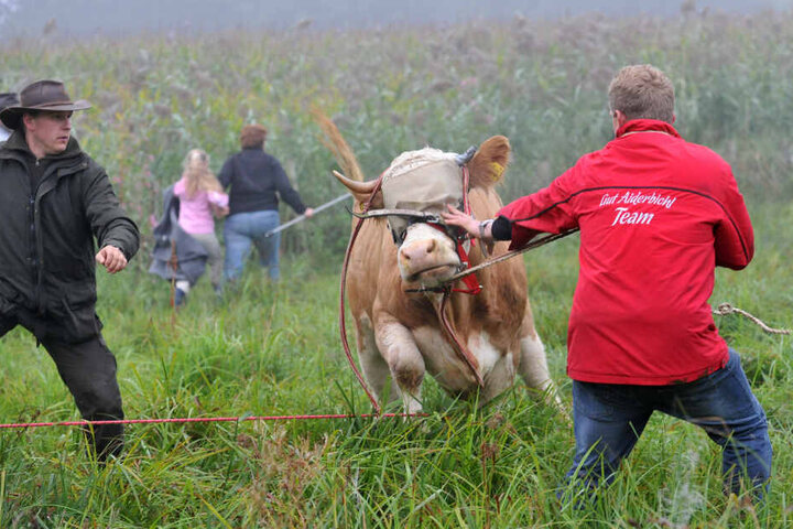 Die Kuh Yvonne wurde am 02.09.2011 auf einer Weide bei Stefanskirchen im Landkreis Mühldorf am Inn (Oberbayern) eingefangen.