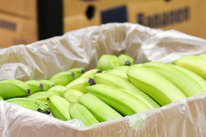 Bananen werden grün geerntet und reifen auf dem Weg in die Läden mittels des Gases Ethylen.