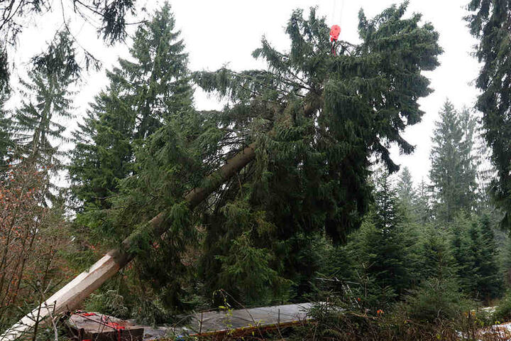 Hier neigt sich der Baum nicht dem
Ende, sondern seiner Verladung zu.
Per LKW ging es nach Chemnitz.