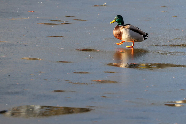 Durch die milden Temperaturen werden die Eisflächen dünn und damit gefährlich. (Symbolbild)