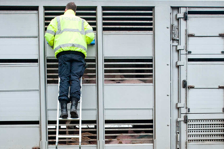 Immer wieder müssen Tiertransporte beanstandet werden.