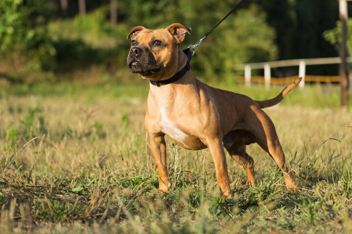 Staffordshire Terrier fallen in Hessen unter die Kampfhunde-Verordnung (Symbolbild).