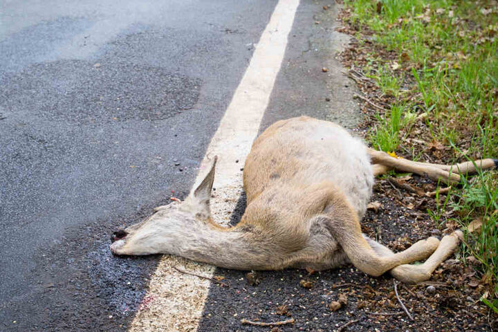 Viele Rehe sterben bei Zusammenstößen mit Autos, direkte Zusammenstöße mit Menschen sind äußerst selten. (Symbolbild)