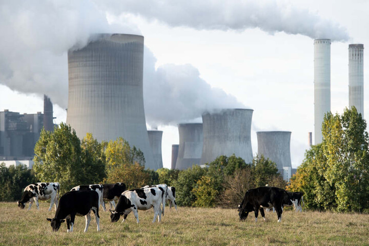 Kühe grasen vor dem Kraftwerk bei Bergheim.