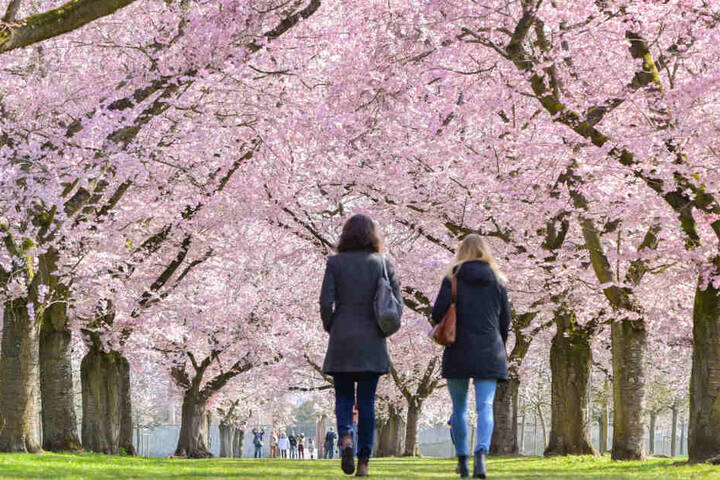 März 2019: Besucher spazieren unter den blühenden japanischen Zierkirschen.