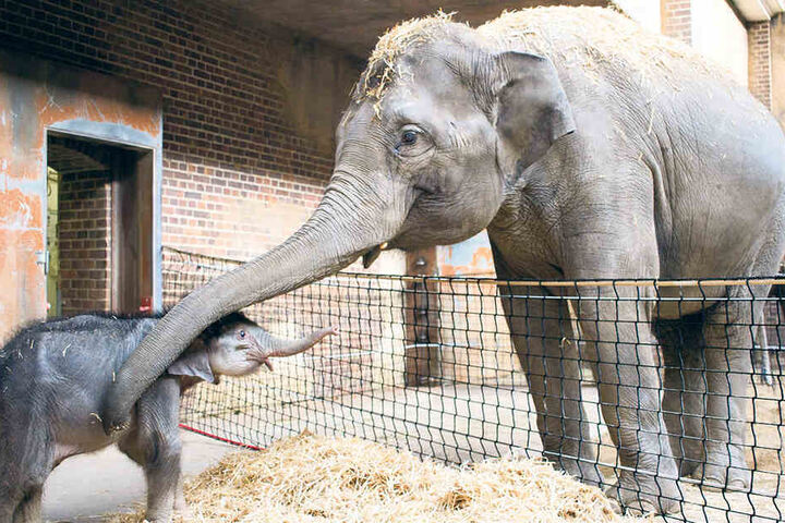 Aufatmen im Zoo Leipzig: Mit dem kleinen Elefantenbaby geht es dank Pfleger und "Tanten" bergauf.