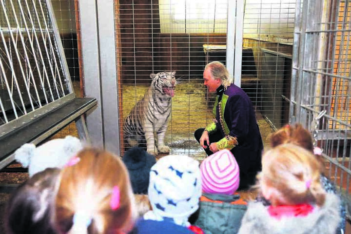 Mit gebührendem Abstand bestaunen die Kita-Knirpse André Sarrasanis weißen Tiger.
