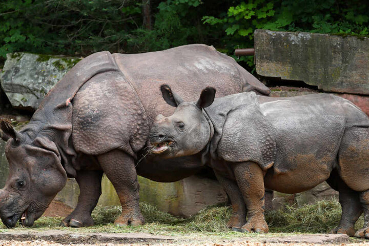 Nashornkuh Sofie (l.) und ihr Kalb Sanjai lassen in Nürnberg die Herzen höher schlagen. (Archivbild)